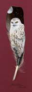 Snowy Owl