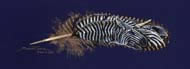 Zebracorn